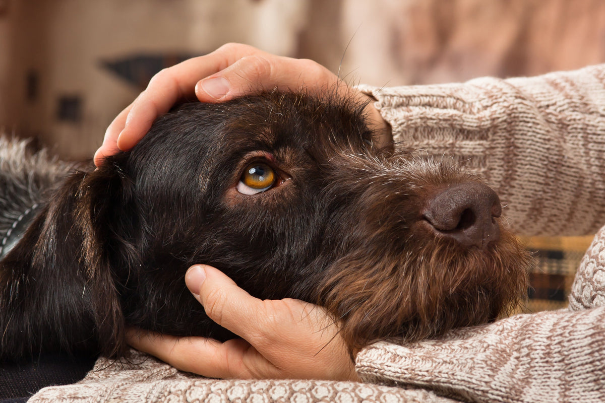 Alle Hundeurnen