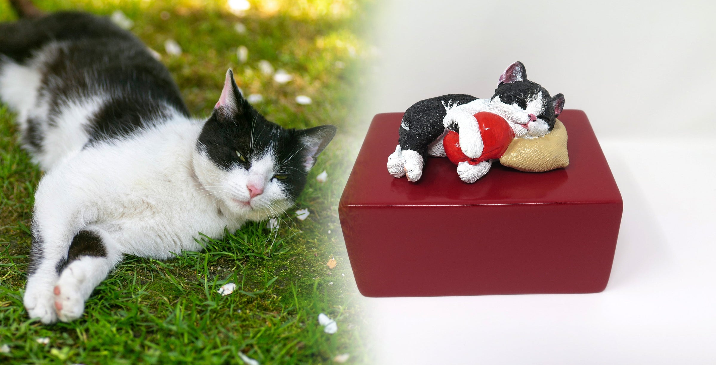 Katzenurne schlafende Katze auf Kissen