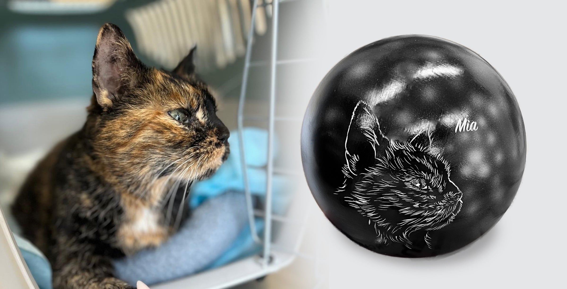 Katzenurne Katze im Licht auch mit Ihrer Katze Kugel