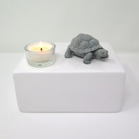 Schildkrötenurne