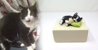 Katzenurne schlafende Katze auf Kissen Schwarz